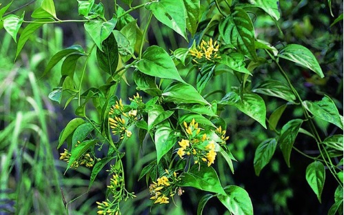 Nhiều người suýt mất mạng vì ăn nhầm lá rừng 3