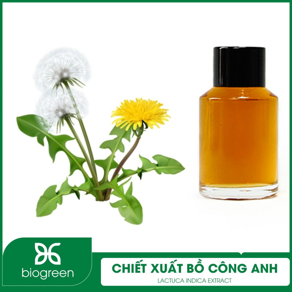 Ở mỹ phẩm chiết xuất bồ công anh để làm gì?
