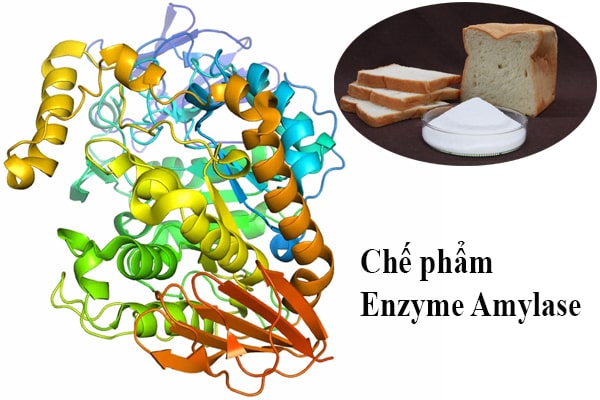 Trong cuộc sống chế phẩm Amylase có ứng dụng gì?
